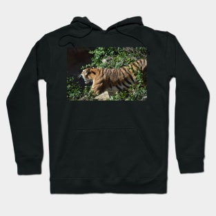 Roaring Tiger Hoodie